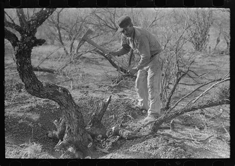 mesquite tree grubbing